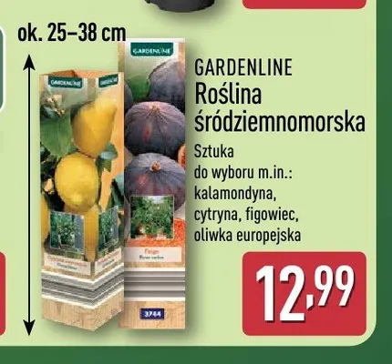 Roślina śródziemnomorska Gardenline cytryna promocja w Aldi