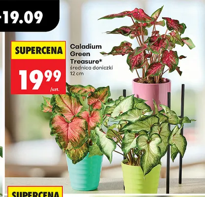 Caladium Green Treasure promocja w Biedronka