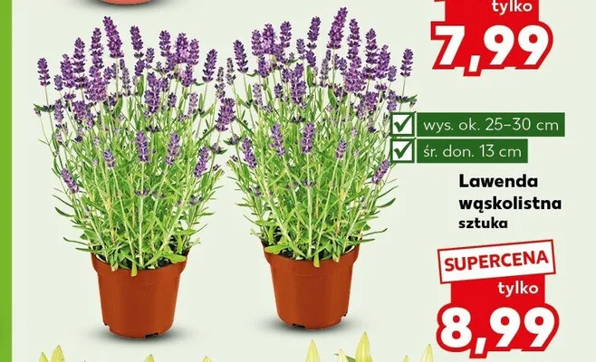Lawenda wąskolistna promocja w Kaufland