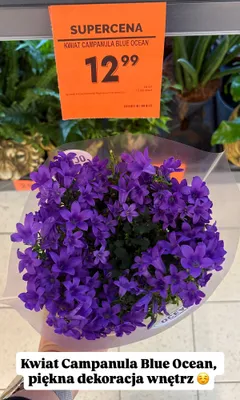 Kwiat Campanula Blue Ocean promocja w Biedronka
