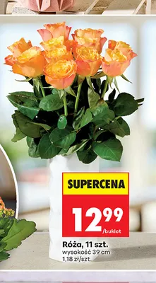 Róża 11-pak promocja w Biedronka