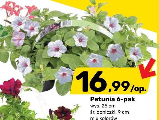 Petunia 6-pak promocja w Bricomarche