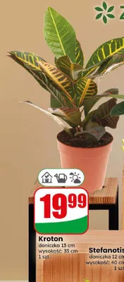 Kroton promocja w Dino