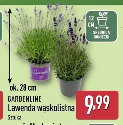 Lawenda wąskolistna GARDENLINE promocja w Aldi