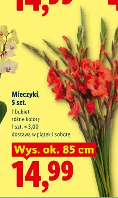 Mieczyki 5-pak promocja w Lidl