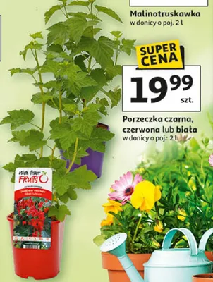 Malinotruskawka promocja w Auchan