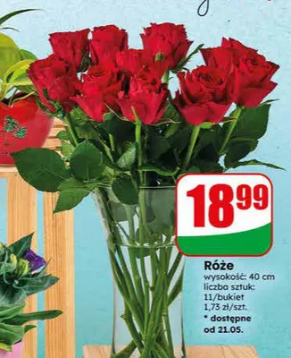 Róże wysokość 40cm promocja w Dino