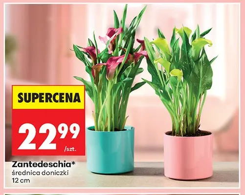 Zantedeschia średnica doniczki 12cm promocja w Biedronka