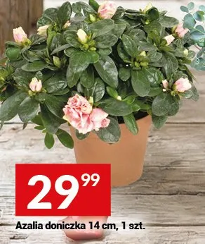 Azalia doniczka 14 cm promocja w Twój Market