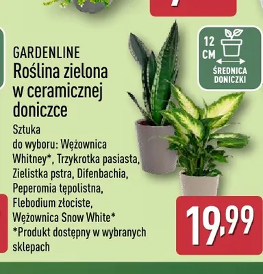 Roślina zielona w ceramicznej doniczce zielistka pstra Gardenline promocja w Aldi