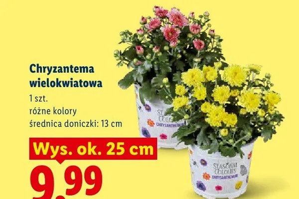 Chryzantema wielokwiatowa promocja w Lidl