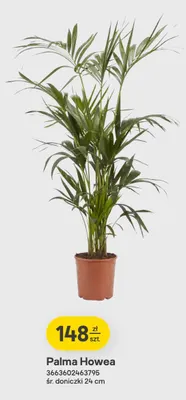 Palma Howea promocja w Castorama