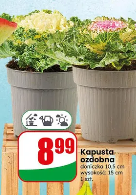 Kapusta ozdobna promocja w Dino