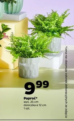 Paproć promocja w Netto