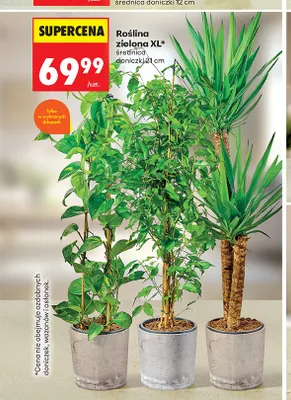 Roślina zielona Xl promocja w Biedronka