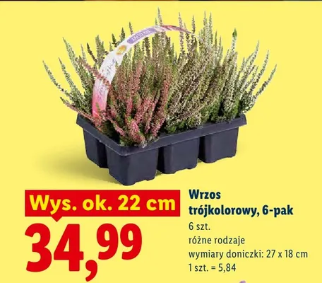 Wrzos trójkolorowy 6-pak wys. ok. 22 cm promocja w Lidl