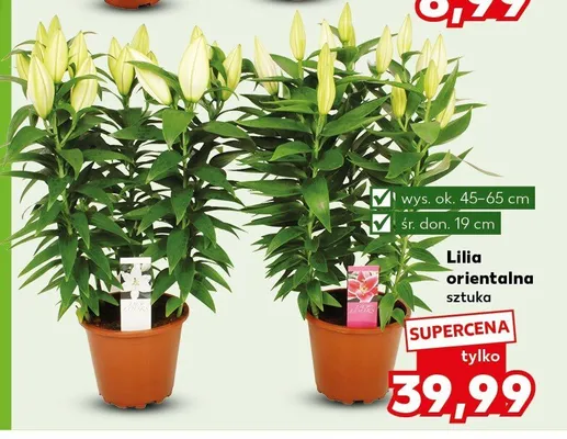 Lilia orientalna promocja w Kaufland