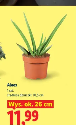 Aloes wys. ok. 26 cm promocja w Lidl