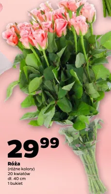 Róża promocja w Netto