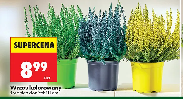 Wrzos kolorowany promocja w Biedronka