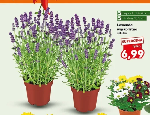 Lawenda wąskolistna promocja w Kaufland