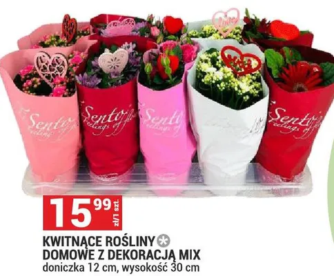 Kwitnące rośliny domowe z dekoracją MIX doniczka 12 cm, wysokość 30 cm promocja w Merkury Market