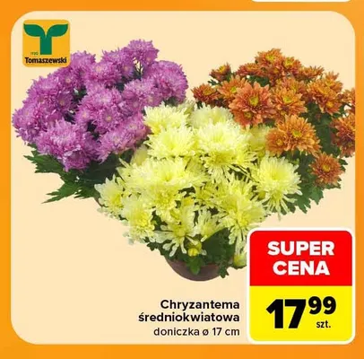 Chryzantema średniokwiatowa doniczka ø 17 cm Tomaszewski promocja w Carrefour