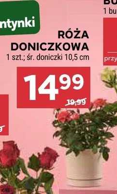 Róża doniczkowa promocja w Stokrotka
