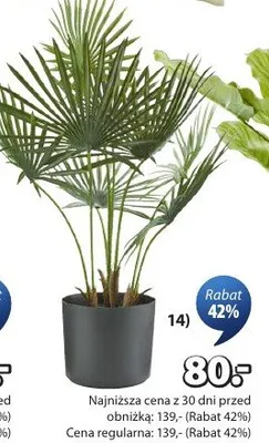 Roślina sztuczna Rolf promocja w Jysk