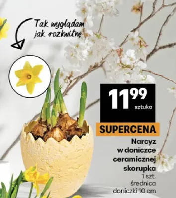 Narcyz w doniczce ceramicznej skorupka promocja w Delikatesy Centrum