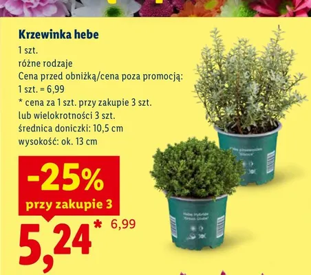Krzewinka hebe promocja w Lidl