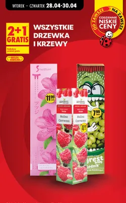 Krzew owocowy malina czerwona Gardenic Rubus Idaeus Veten promocja w Biedronka