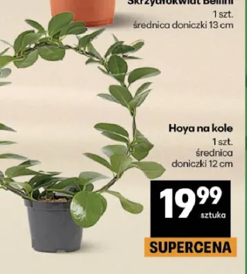 Hoya na kole promocja w Delikatesy Centrum