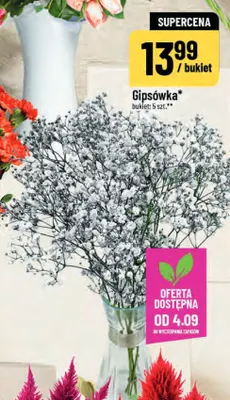 Gipsówka promocja w POLOmarket