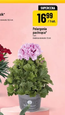 Pelargonia pachnąca średnica doniczki 12cm promocja w POLOmarket