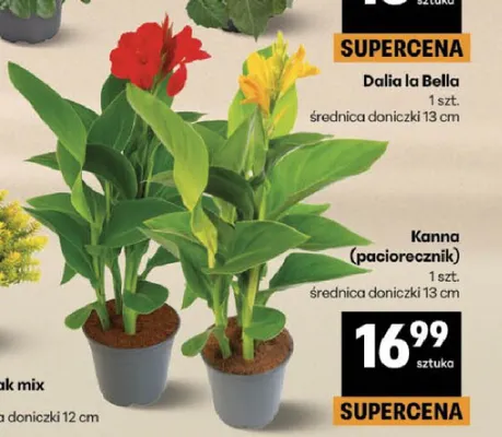 Kanna (paciorecznik) promocja w Delikatesy Centrum