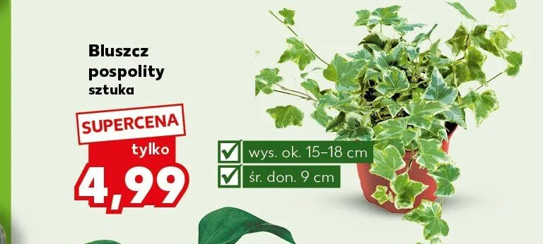 Bluszcz pospolity promocja w Kaufland