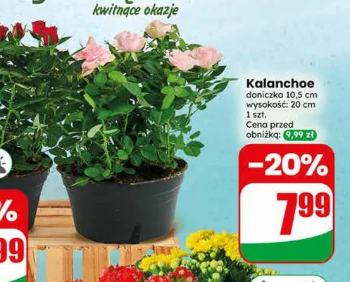 Kalanchoe doniczka 10,5 cm promocja w Dino