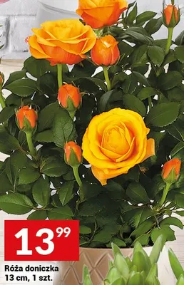 Róża doniczka promocja w Twój Market