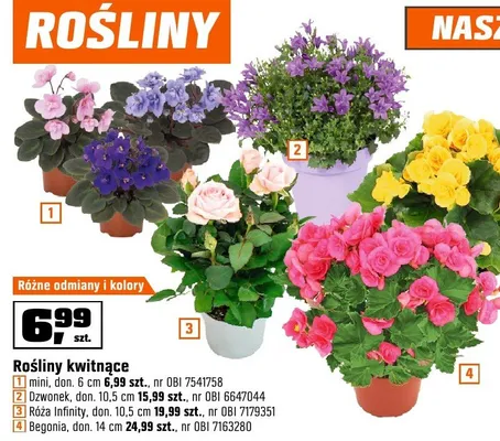 Rośliny kwitnące Dzwonek, don. 10,5 cm promocja w OBI