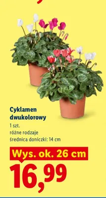 Cyklamen dwukolorowy promocja w Lidl