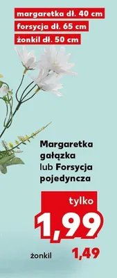 Margaretka gałązka promocja w Kaufland