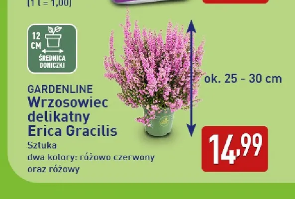 Wrzosowiec delikatny Erica Gracilis Gardenline różowo czerwony promocja w Aldi