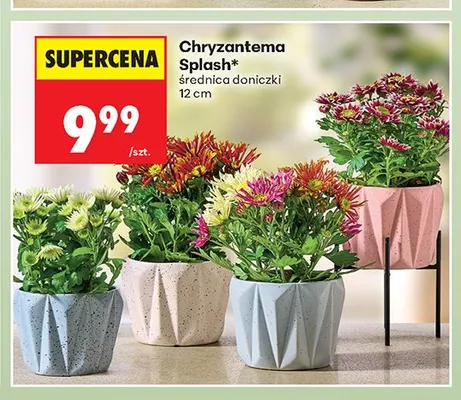 Chryzantema Splash promocja w Biedronka