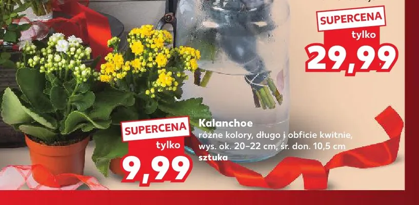 Kalanchoe promocja w Kaufland