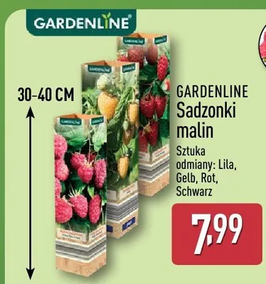 Sadzonki malin Gardenline odmiany Schwarz promocja w Aldi