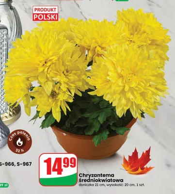 Chryzantema średniokwiatowa promocja w Dino