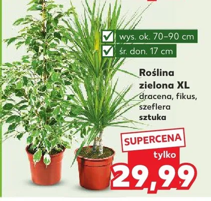 Roślina zielona XL fikus promocja w Kaufland