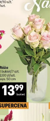 Róża wys. 50 cm promocja w Delikatesy Centrum
