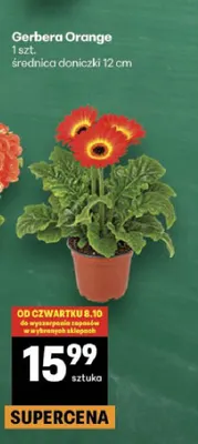 Gerbera Orange promocja w Delikatesy Centrum